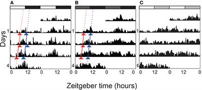 Cryptochrome Regulates Circadian Locomotor Rhythms in the Small Brown Planthopper Laodelphax striatellus (Fallén)